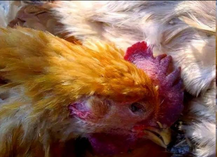 小众送妈妈的花有哪些花