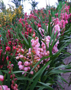 小众送妈妈的花有哪些花