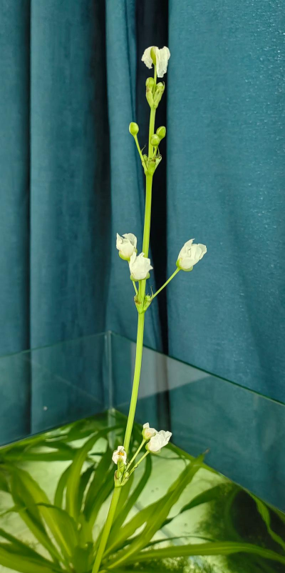 小众送妈妈的花有哪些花