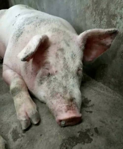 小众送妈妈的花有哪些花