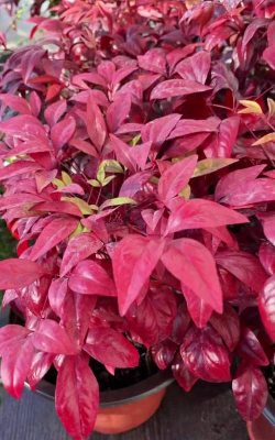 小众送妈妈的花有哪些花