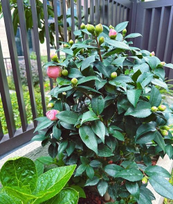 小众送妈妈的花有哪些花