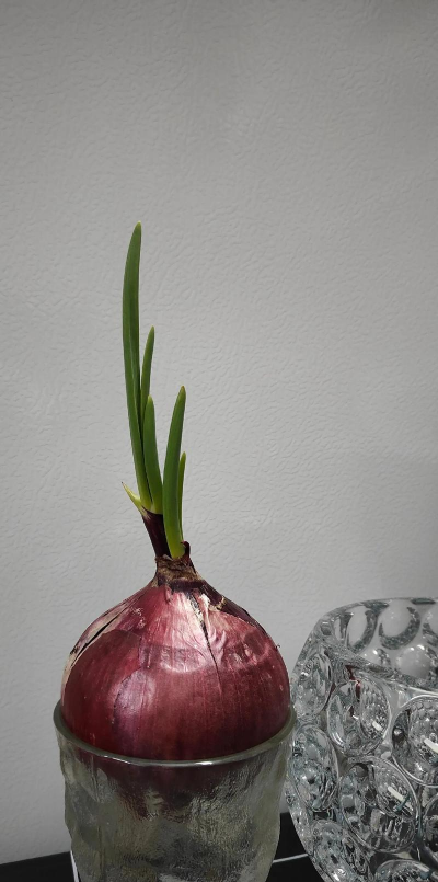 小众送妈妈的花有哪些花