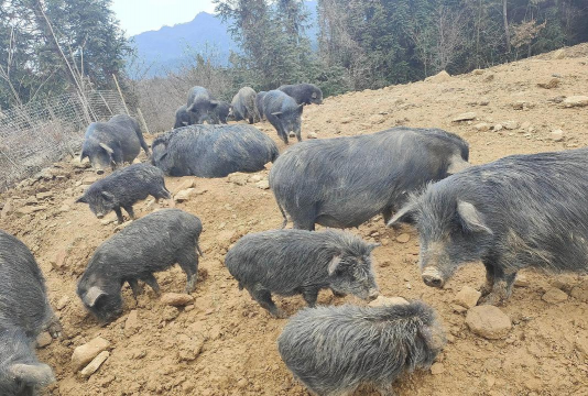 小众送妈妈的花有哪些花