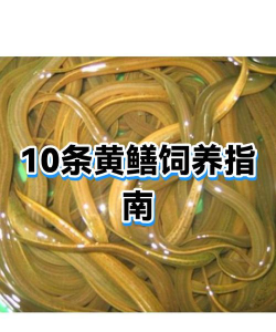 夏天黄鳝怎么养