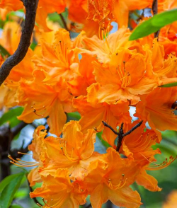 小众送妈妈的花有哪些花