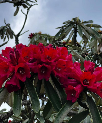 小众送妈妈的花有哪些花