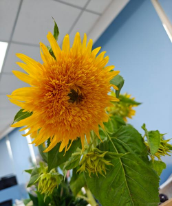 小众送妈妈的花有哪些花