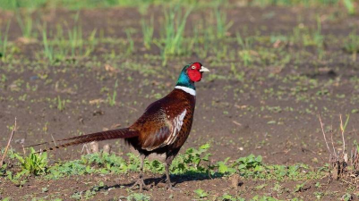 小众送妈妈的花有哪些花