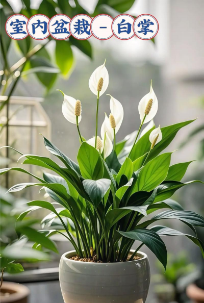 小众送妈妈的花有哪些花