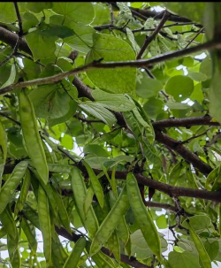 小众送妈妈的花有哪些花