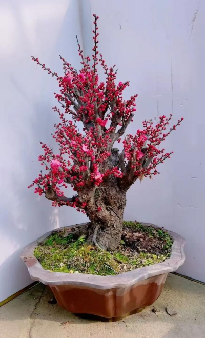 小众送妈妈的花有哪些花