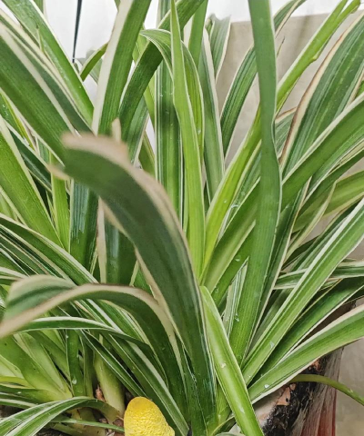 小众送妈妈的花有哪些花