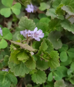 小众送妈妈的花有哪些花