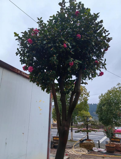 小众送妈妈的花有哪些花