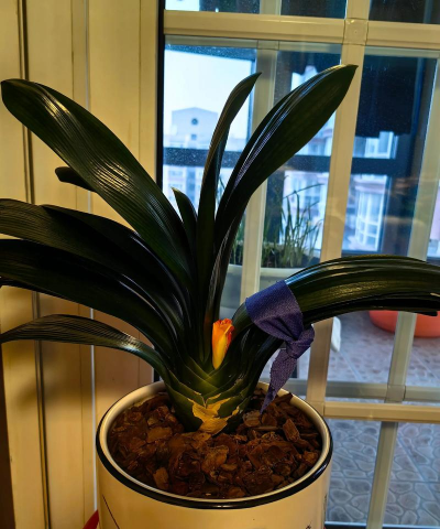 小众送妈妈的花有哪些花