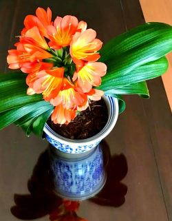 小众送妈妈的花有哪些花