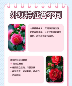 山茶花和茶花有区别