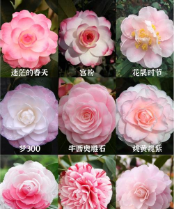 茶花的品种