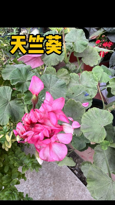 小众送妈妈的花有哪些花