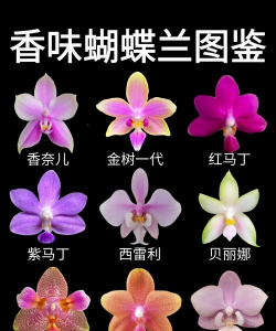 小众送妈妈的花有哪些花