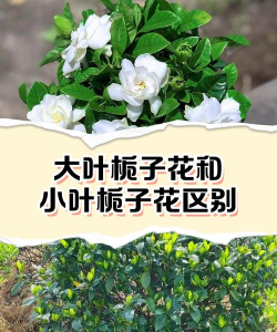 栀子花和栀子一样吗