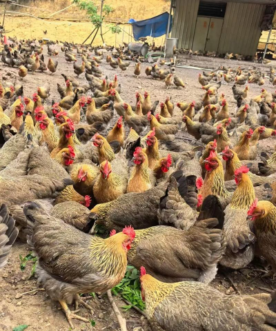 小众送妈妈的花有哪些花