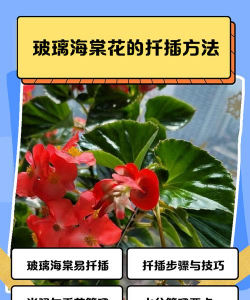 小众送妈妈的花有哪些花