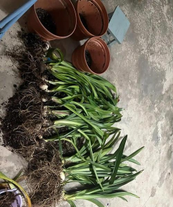 小众送妈妈的花有哪些花