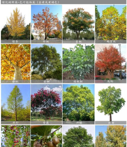 城市绿化树木种类