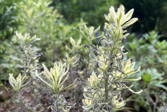 小众送妈妈的花有哪些花