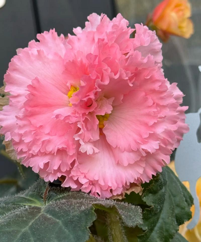 小众送妈妈的花有哪些花