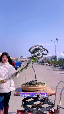 小众送妈妈的花有哪些花