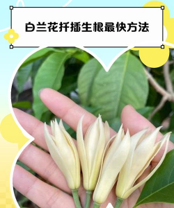 小众送妈妈的花有哪些花