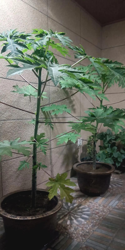 木瓜树怎样修枝