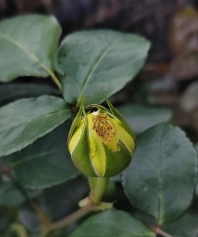 月季花苞小是什么原因