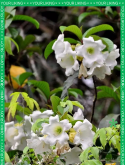 小众送妈妈的花有哪些花