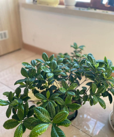 小众送妈妈的花有哪些花