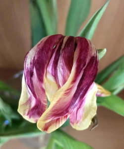 小众送妈妈的花有哪些花