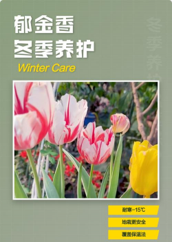 小众送妈妈的花有哪些花