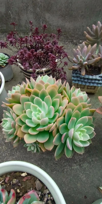 小众送妈妈的花有哪些花