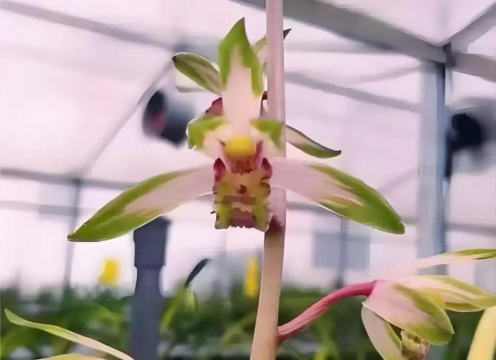 小众送妈妈的花有哪些花