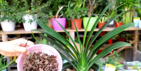 小众送妈妈的花有哪些花