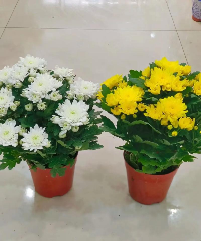 小众送妈妈的花有哪些花