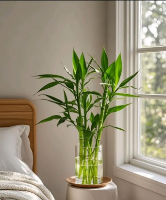 小众送妈妈的花有哪些花