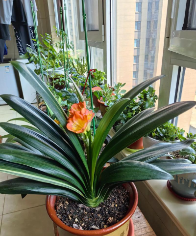 小众送妈妈的花有哪些花