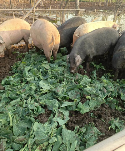 小众送妈妈的花有哪些花