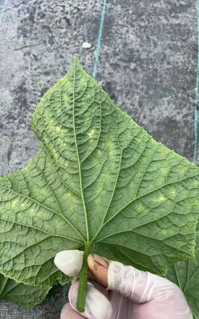 黄瓜叶子长白霜怎么办