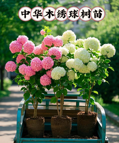 中华木绣球适合北方种植吗