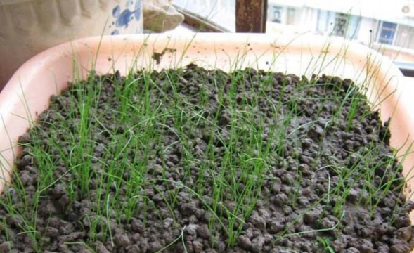 小众送妈妈的花有哪些花